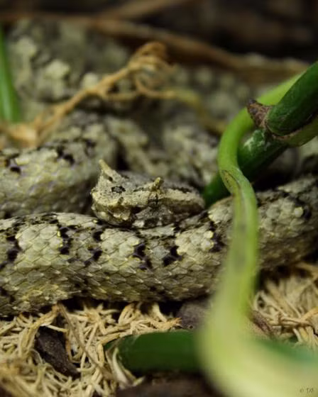 Rắn lục sừng có ngoại hình đặc biệt với hai chiếc sừng nhô ra từ hai hốc mắt, được tạo thành từ những chiếc vảy kéo dài.