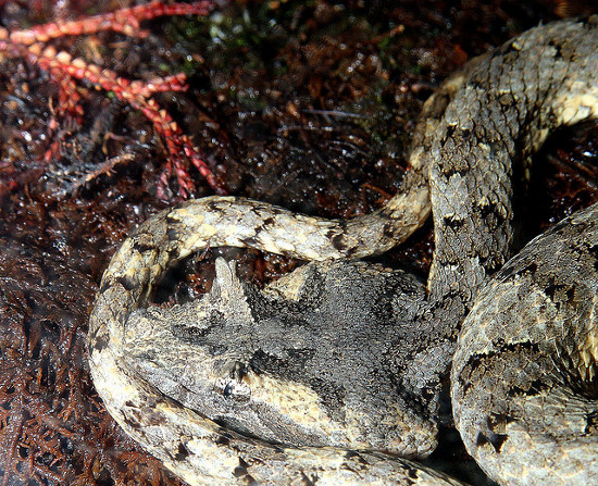 Một con rắn trưởng thành có chiều dài khoảng 50 cm, cơ thể màu xám nâu với hoa văn độc đáo, đầu tam giác, và đuôi mảnh.