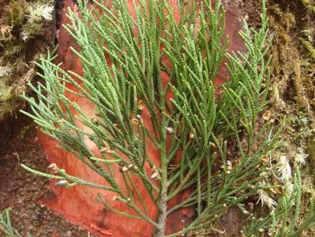 Loài cây quý này nằm trong danh sách các loài đang bị đe dọa tuyệt chủng trong Sách Đỏ Việt Nam.