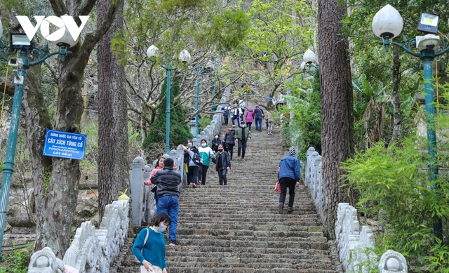 Cây hoàng đàn giả có nhiều ứng dụng trong xây dựng, đồ mỹ nghệ, và chưng cất tinh dầu. (Ảnh: VOV)