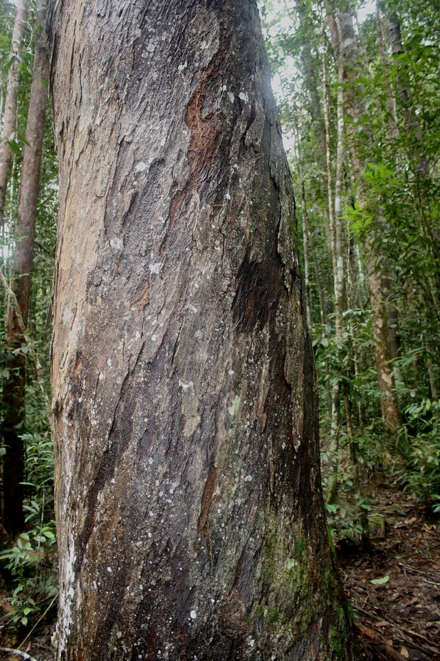 Cây hoàng đàn giả là loại cây gỗ quý hiếm, thuộc họ Podocarpaceae.