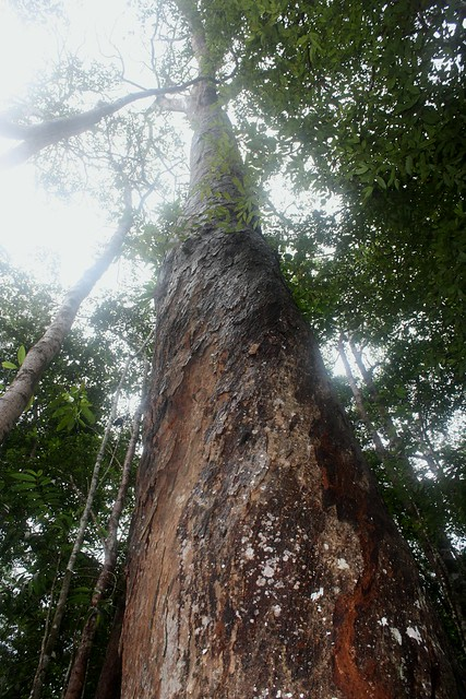 Cây hoàng đàn giả chỉ phân bố ở 7 quốc gia trên thế giới, bao gồm Myanma, Việt Nam, Lào, Campuchia, Thái Lan, Malaysia, và Indonesia.