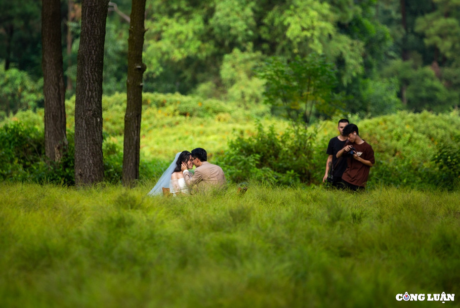 Đôi uyên ương chụp ảnh cưới giữa cánh đồng cây rễ lãng mạn, nên thơ.