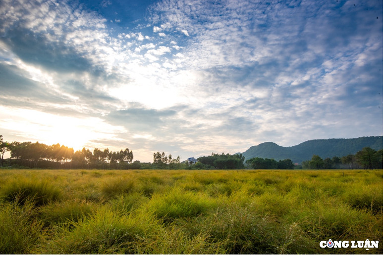 Khu cánh đồng rễ Côn Sơn, nằm ở phía nam khu di tích Côn Sơn, thuộc khu dân cư Tiên Sơn, phường Cộng Hoà, TP Chí Linh, Hải Dương rộng chừng 20 ha, trải dài từ dưới chân dãy núi Kỳ Lân xen kẽ trong tán rừng thông kéo ra đến gần quốc lộ 37.