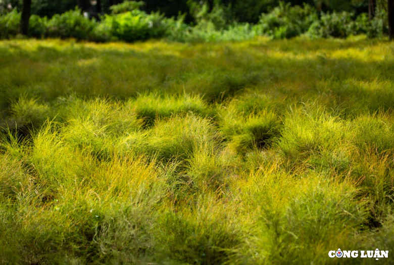 Theo tìm hiểu, cây rễ còn có tên khác là cây thanh hao hay Kim Sa Tùng, với cành nhỏ vươn dài, lá hình cánh kim, khi thu hoạch dùng làm chổi, rễ quét nhà.