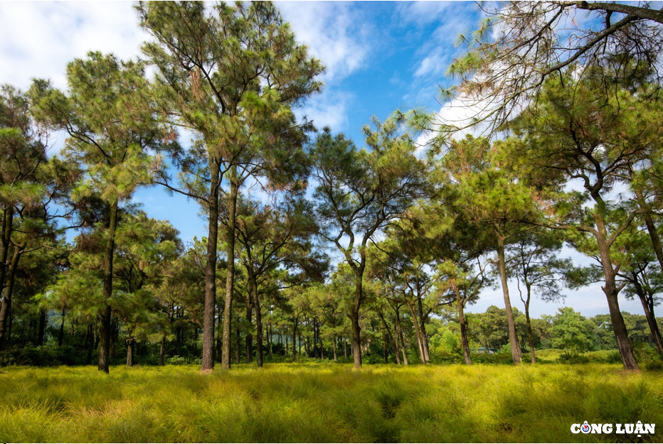 Bãi rễ ở Côn Sơn gắn liền với truyền thuyết "Ông trồng thông, bà cấy rễ". Chuyện xưa kể lại, cụ Quan Tư đồ Trần Nguyên Đán, sau khi về trí sĩ ở vùng Côn Sơn-Kiếp Bạc. Ngày ngày cụ ông trồng thông trên núi Côn Sơn, còn cụ bà cấy cây rễ phủ khắp vùng đất hoang sơ dưới chân núi.