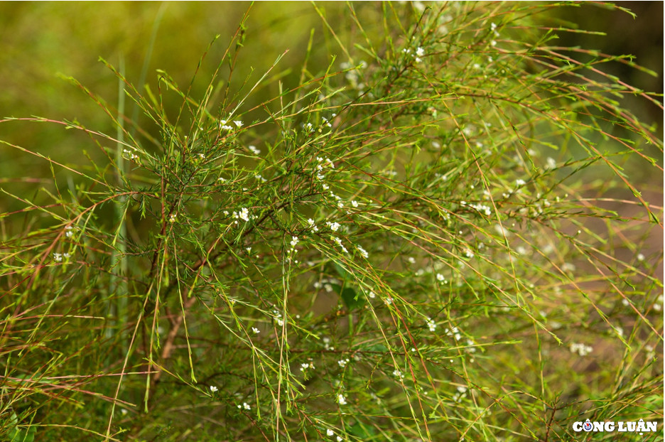 Trải qua thời gian hàng trăm năm, rừng thông, cánh đồng cây rễ phát triển đã tạo cho Côn Sơn có một cảnh sắc nên thơ tuyệt đẹp.