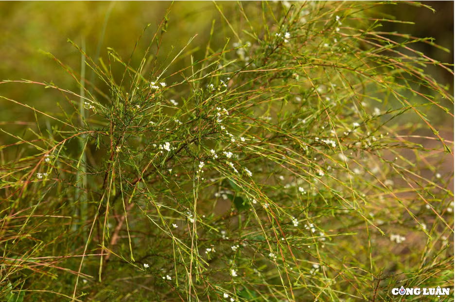 Trải qua thời gian hàng trăm năm, rừng thông, cánh đồng cây rễ phát triển đã tạo cho Côn Sơn có một cảnh sắc nên thơ tuyệt đẹp.