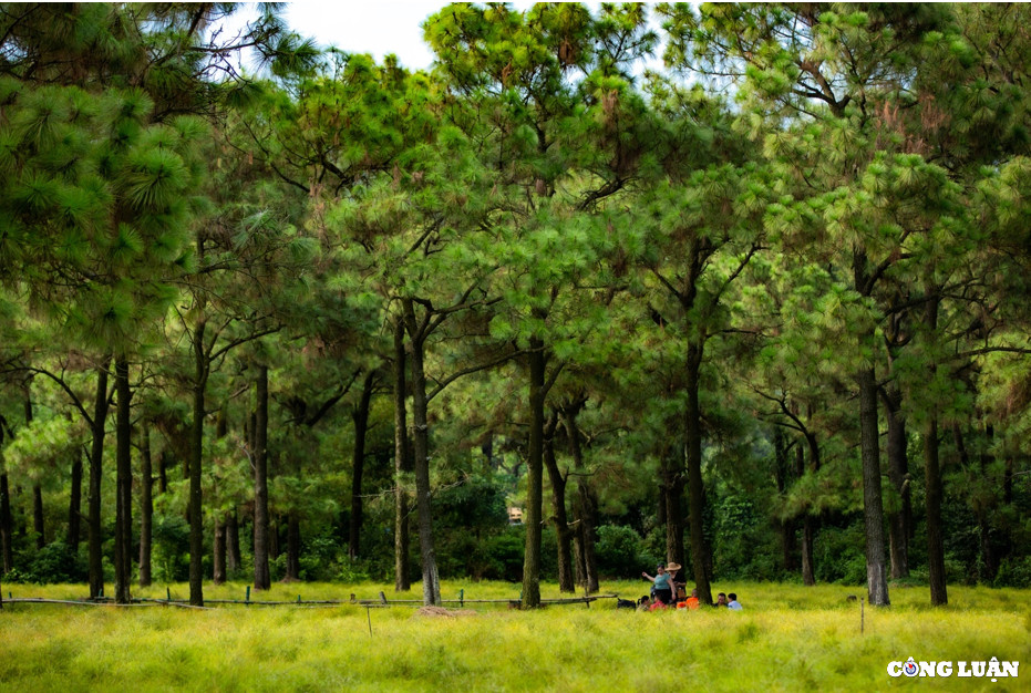 Nhiều du khách cho biết, cây rễ có mùi hương thơm rất đặc trưng, hòa quyện vào trong gió. Cảnh đẹp xanh mướt của bãi rễ bao quanh là rừng thông, xa xa là những dãy núi tất cả tạo nên một bức tranh thiên nhiên vô cùng đẹp mắt.