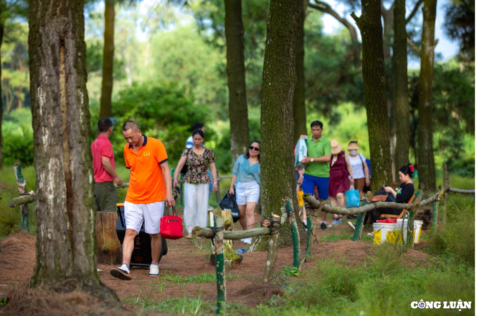 Chia sẻ với phóng viên, ông Nguyễn Văn Khiêm (phường Cộng Hòa, TP Chí Linh) - người dân đang thầu một cánh đồng cây rễ rộng 3ha trong tổng cộng 15ha rễ ở Côn Sơn cho biết, điểm khác biệt với khu cánh đồng cây rễ bên ngoài là khu đồng rễ của gia đình ông nằm xen với rừng tạo nên cảnh sắc vô cùng lãng mạn, nên thơ. Vì vậy, từ năm 2013 đến nay khu đồng cây rễ của gia đình ông Khiêm thu hút rất đông du khách đến tham quan và chụp ảnh vào dịp cuối tuần.