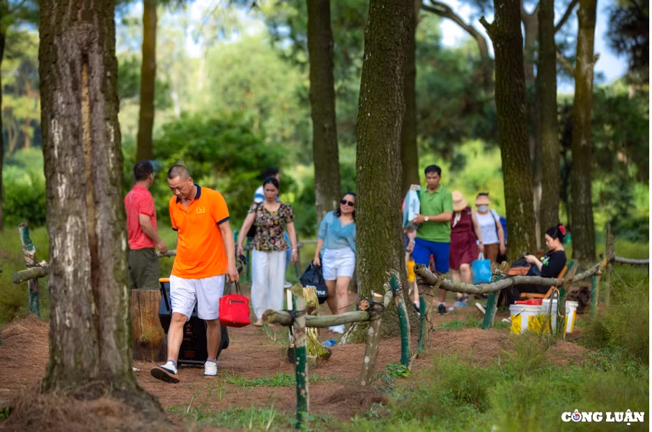 Chia sẻ với phóng viên, ông Nguyễn Văn Khiêm (phường Cộng Hòa, TP Chí Linh) - người dân đang thầu một cánh đồng cây rễ rộng 3ha trong tổng cộng 15ha rễ ở Côn Sơn cho biết, điểm khác biệt với khu cánh đồng cây rễ bên ngoài là khu đồng rễ của gia đình ông nằm xen với rừng tạo nên cảnh sắc vô cùng lãng mạn, nên thơ. Vì vậy, từ năm 2013 đến nay khu đồng cây rễ của gia đình ông Khiêm thu hút rất đông du khách đến tham quan và chụp ảnh vào dịp cuối tuần.