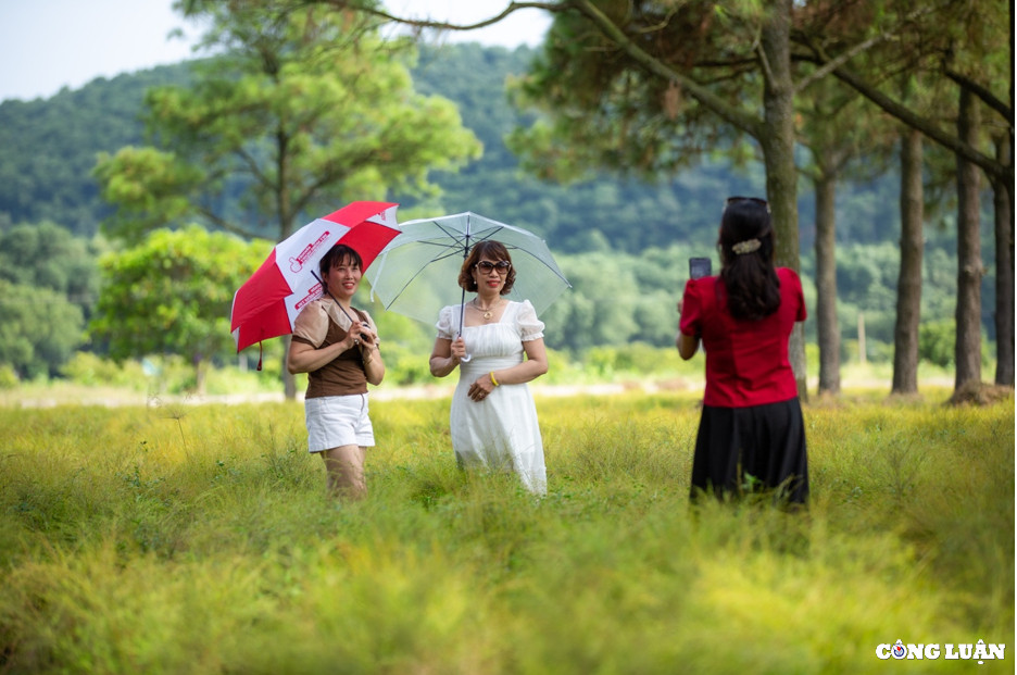 Du khách tên Nguyễn Phượng (tỉnh Thái Nguyên) cho biết, cánh đồng cây rễ tuy không có nhiều dịch vụ nhưng không khí mát mẻ, cảnh quan thiên nhiên hoang sơ rất đẹp. Chỗ chị sinh sống cũng có cây này nhưng phần lớn là tự mọc rải rác trên núi, chị không nghĩ là khi được trồng thành cả một cánh đồng thì lại đẹp đến vậy.