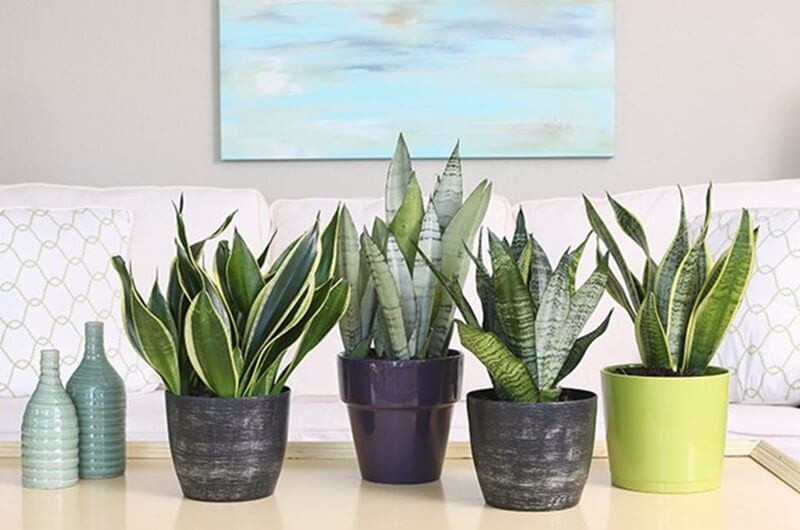Cây lưỡi hổ: Đây là loài thực vật thuộc họ măng tây, có danh pháp khoa học là sansevieria trifasciata. Cây lưỡi hổ phát triển mạnh trong ánh sáng thấp nên rất thích hợp để trồng trong nhà.
