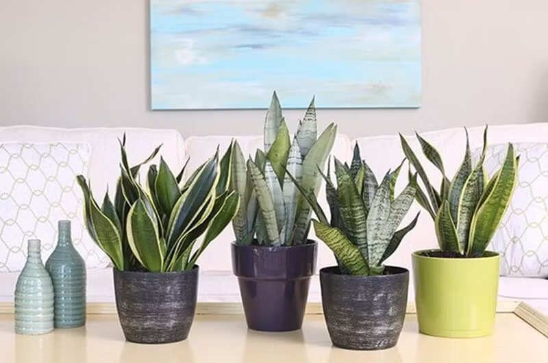 Cây lưỡi hổ: Đây là loài thực vật thuộc họ măng tây, có danh pháp khoa học là sansevieria trifasciata. Cây lưỡi hổ phát triển mạnh trong ánh sáng thấp nên rất thích hợp để trồng trong nhà.
