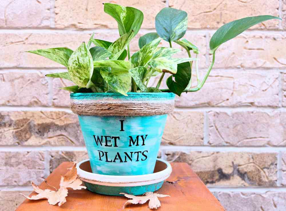 Cây trầu vàng: Cây trầu vàng là loài thực vật có hoa trong họ ráy (Araceae), có tên khoa học là Epipremnum aureum. Giống như nhiều cây dây leo khác, trầu bà vàng giúp khắc phục tình trạng có khí formaldehyde, carbon monoxide và benzene trong nhà.