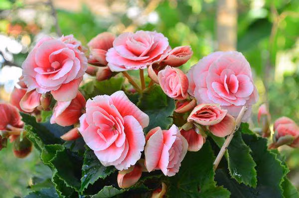 Được biết, toluen chủ yếu được dùng làm dung môi hòa tan nhiều loại vật liệu như sơn, các loại nhựa tạo màng cho sơn, mực in, chất hóa học, cao su, mực in, chất kết dính... Nếu tiếp xúc với toluene trong thời gian đủ dài có thể bị bệnh ung thư.