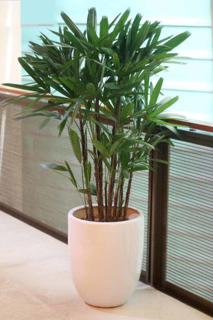 Cây nội thất trúc mây còn có tác dụng giảm nguy cơ mắc ung thư vì lọc tốt amoniac, một chất rất hại cho hệ hô hấp, vốn là thành phần chính trong chất tẩy rửa, dệt may và thuốc nhuộm.