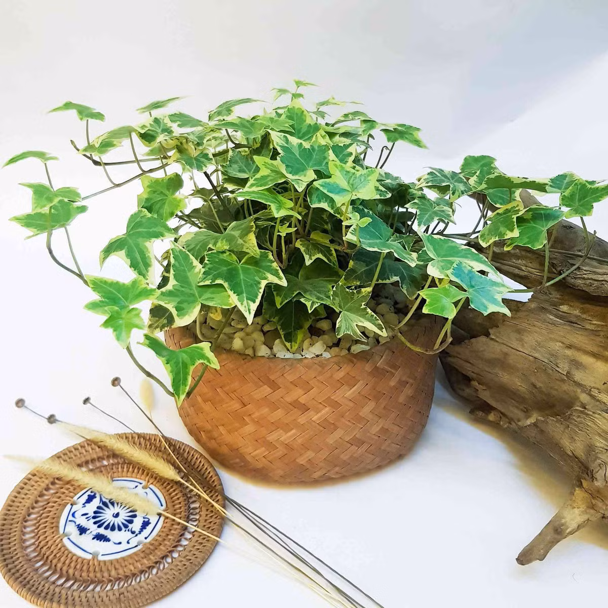 Cây thường xuân: Đây là loài thực vật thuộc chi dây thường xuân (Hedera), họ cuồng cuồng (Araliaceae). Thường xuân có nguồn gốc ở châu Âu và Tây Á, là loài cây leo, thường xanh. Theo một số nghiên cứu khoa học kết luận, tán lá rậm rạp của dây thường xuân giúp hấp thụ rất tốt formaldehyde (còn gọi là phoóc môn), một trong những chất gây ô nhiễm không khí trong nhà phổ biến nhất, vốn được sử dụng nhiều trong các vật liệu như gỗ dán, thảm, xốp cách điện và nhựa gỗ.