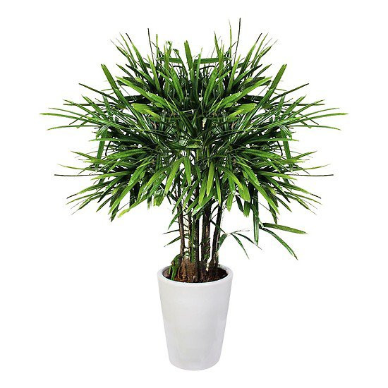 Cây trúc mây: Trúc mây là một loại cây cảnh quen thuộc trong nhà, phù hợp với những không gian thoáng đãng, rộng rãi. Các văn phòng, công ty cũng rất ưa chuộng cây cảnh này. Đây là loài thực vật thuộc họ Arecaceae, có tên khoa học là Rhapis excelsa.