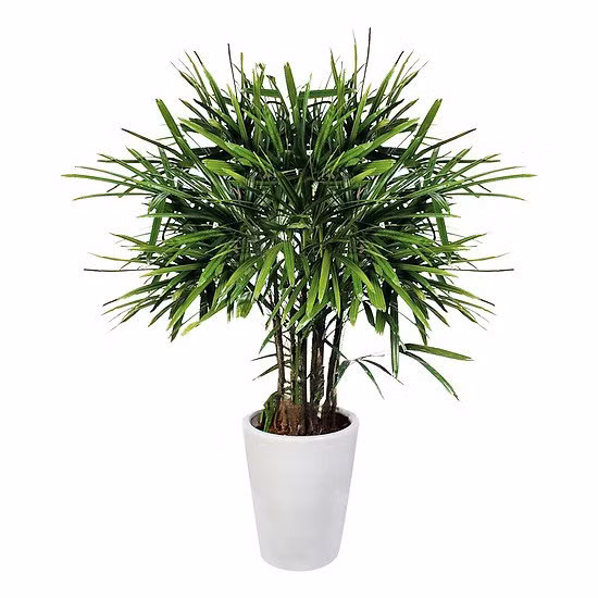 Cây trúc mây: Trúc mây là một loại cây cảnh quen thuộc trong nhà, phù hợp với những không gian thoáng đãng, rộng rãi. Các văn phòng, công ty cũng rất ưa chuộng cây cảnh này. Đây là loài thực vật thuộc họ Arecaceae, có tên khoa học là Rhapis excelsa.