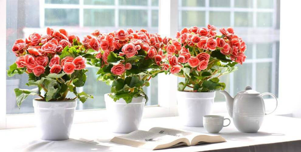 Thu hải đường: Loài thực vật này là một chi của hải đường (Begonia). Ngoài vẻ đẹp bắt mắt được nhiều người yêu thích, nhất là những người phụ nữ yêu hoa, cây hoa này còn có thể lọc tốt benzene và các hóa chất được sinh ra bởi toluene, vốn có trong một số loại sáp và chất kết dính.