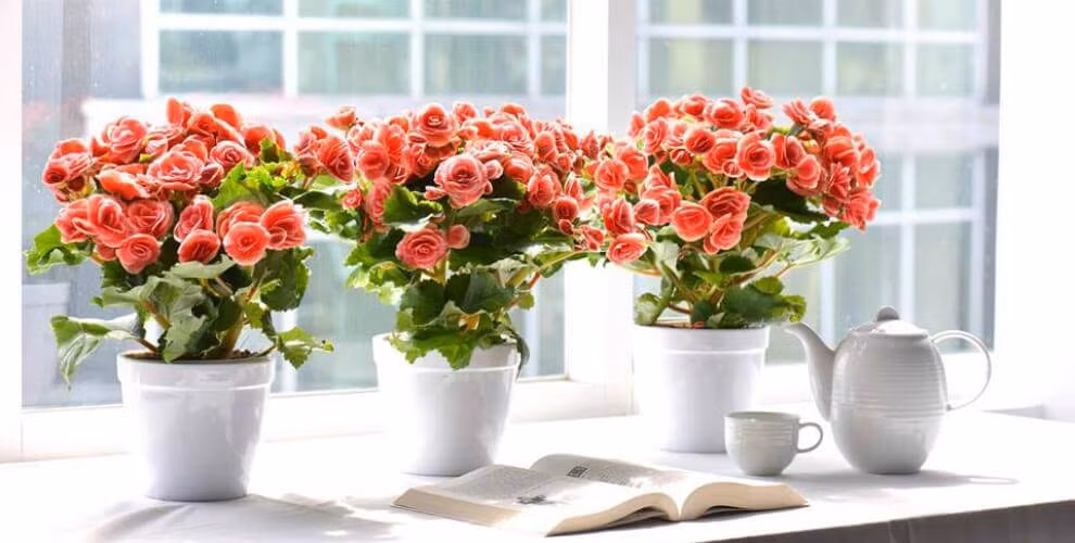 Thu hải đường: Loài thực vật này là một chi của hải đường (Begonia). Ngoài vẻ đẹp bắt mắt được nhiều người yêu thích, nhất là những người phụ nữ yêu hoa, cây hoa này còn có thể lọc tốt benzene và các hóa chất được sinh ra bởi toluene, vốn có trong một số loại sáp và chất kết dính.