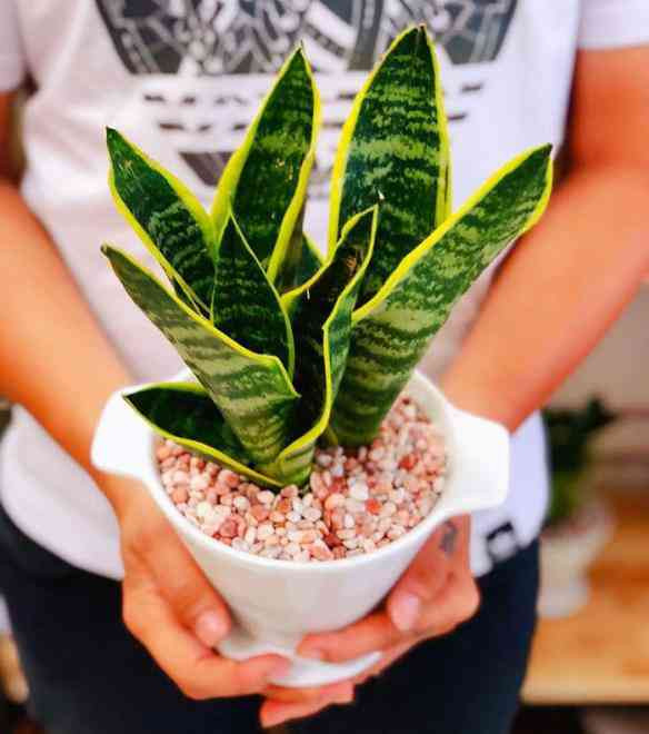 Cây lưỡi hổ rất dễ trồng và chăm sóc. Theo phong thủy nhà ở, cây này còn mang lại sự may mắn, tài lộc cho người trồng.