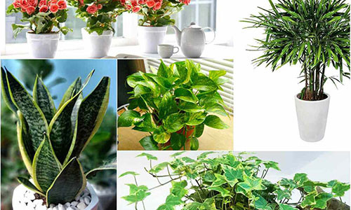 Trồng cây trong nhà đang là xu hướng được không ít người dân từ thành phố đến nông thôn yêu thích, đặc biệt là những cây cảnh vừa làm đẹp cho không gian sống, lại có nhiều tác dụng tốt với sức khỏe. Dưới đây là 5 loài cây cảnh vừa mang ý nghĩa phong thủy vừa giúp bạn và gia đình phòng chống căn bệnh hiểm nghèo ung thư một cách hiệu quả.