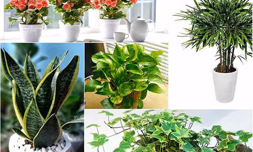 Trồng cây trong nhà đang là xu hướng được không ít người dân từ thành phố đến nông thôn yêu thích, đặc biệt là những cây cảnh vừa làm đẹp cho không gian sống, lại có nhiều tác dụng tốt với sức khỏe. Dưới đây là 5 loài cây cảnh vừa mang ý nghĩa phong thủy vừa giúp bạn và gia đình phòng chống căn bệnh hiểm nghèo ung thư một cách hiệu quả.