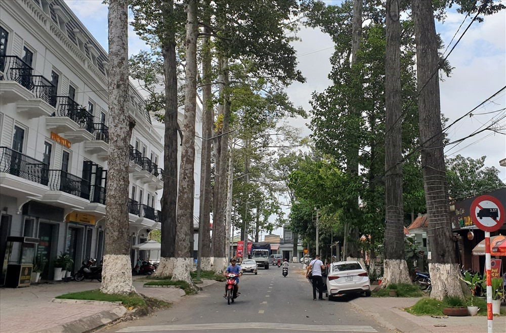 Quý cây xanh, nên khi thực hiện các dự án hay làm đường, chính quyền luôn chọn phương án giữ lại cây. Nhờ vậy, TP.Trà Vinh được xem là tỉnh duy nhất ở miền Tây có nhiều cây cổ thụ hàng trăm năm tuổi trong nội ô thành phố. Ảnh: Tr.L.