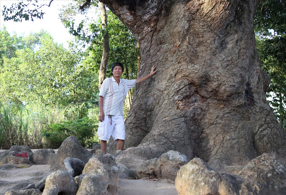 Thân cây dầu “dù” xù xì, 10 người ôm không xuể. Cây có nhiều năm tuổi nên rễ cây trồi lên mặt đất, tạo thành hình dáng kỳ lạ. Ảnh: H.T.