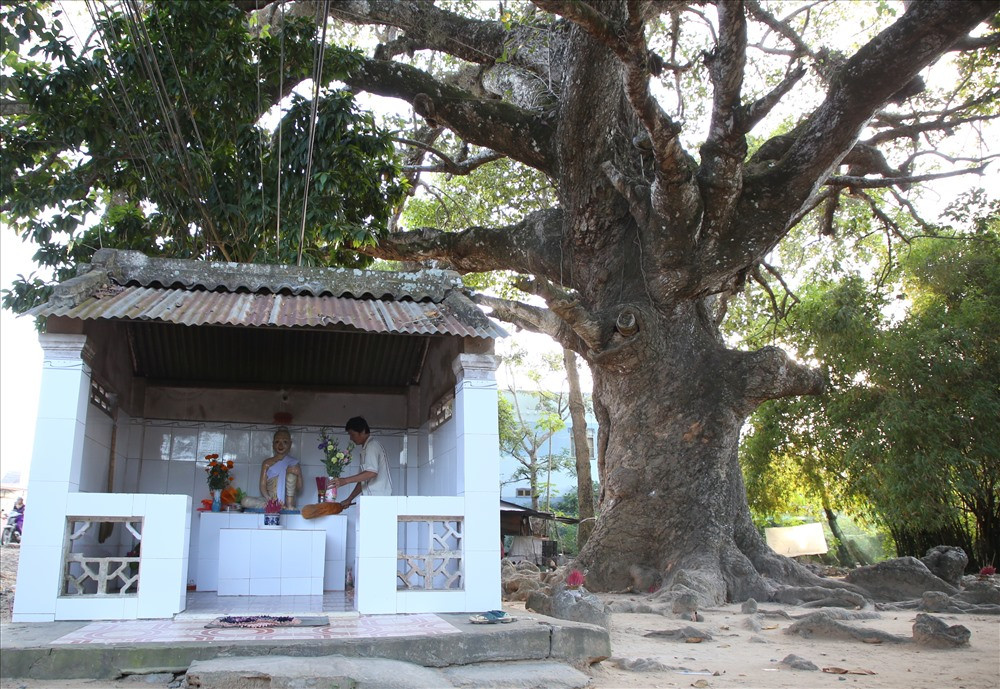 Người dân lập một cái am bên cạnh cây dầu “dù“, hằng ngày nhiều người đến đây thắp hương, khấn vái cầu những điều tốt đẹp. Ảnh: Tr.L.