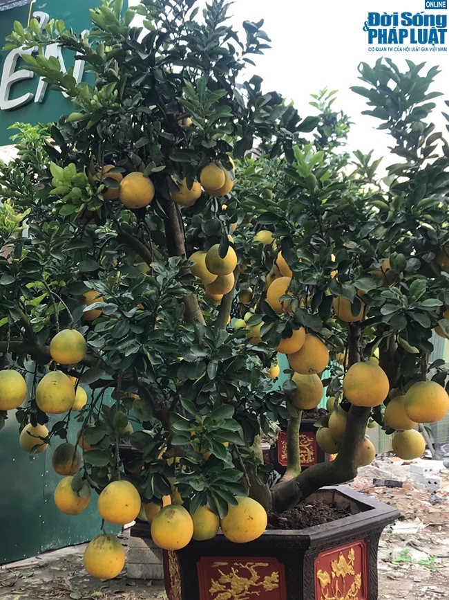 Không chỉ có đào mà bưởi cảnh cũng bắt đầu xuống phố đón tết, cũng như những năm trước, đường Lạc Long Quân là một trong những địa điểm buôn bán bưởi cảnh chơi tết quen thuộc tại Hà Nội. Năm nay, để phục vụ nhu cầu chơi tết sớm của người dân nhiều chủ vườn đã bắt đầu bày bán.