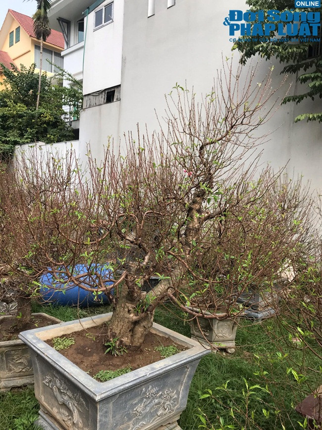 Những cây đào thế bắt đầu nhú nụ và trồi non.