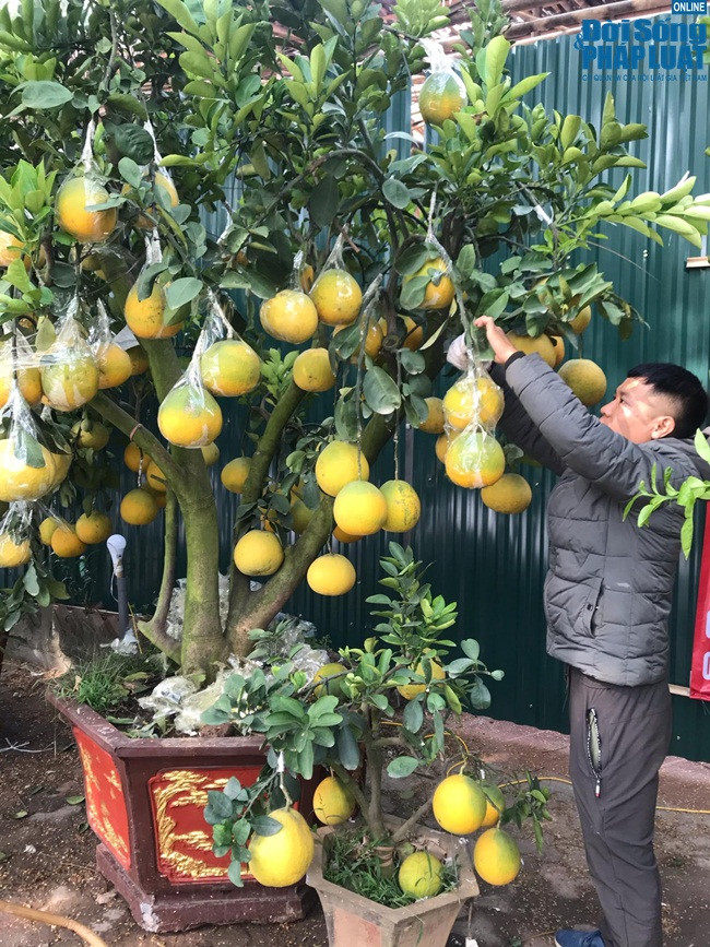 Theo anh Tuấn chủ những cây bưởi cảnh cho biết, "anh đang hoàn thiện khâu cuối cùng cho cậu bưởi cảnh là tháo những màng bọc bảo vệ quả bưởi khỏi bị dập nát, hoạc sạm vỏ...muốn quả bưởi vàng ươm và đẹp mã thì anh thường bọc bưởi bằng túi bóng trắng". Thông thường số lượng quả được ghép trên một cây cũng được căn cứ vào độ to, khoẻ của gốc.