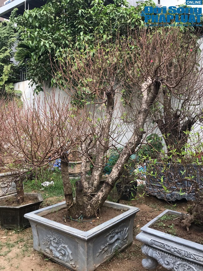 Được biết, những gốc đạo cổ thụ này có giá rất cao. Ngoài ra, các chủ đào cũng cho thuê trong dịp Tết giá khoảng 1/3 thời gian thuê từ 10 đến 15 ngày.