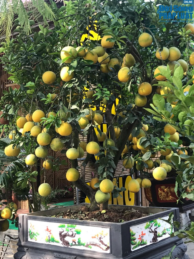 Được biết cây bưởi cảnh này có giá 40 triệu đồng, còn cây khác nhỏ hơn có giá từ 25 đến 30 triệu đồng, đây đều là những gốc bưởi Diễn đặc sản của miền Bắc.