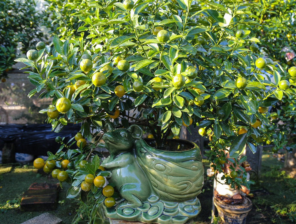 Hàng năm, anh đều làm chậu theo con giáp. Sắp bước sang năm Canh Tý, anh Hiệp đã chuẩn bị trước nhiều tháng để có 40 chậu cây đúc hình chuột. Khách hàng rất thích thú vì những cây quất bonsai trong chậu con giáp mang đến điều mới mẻ. Nhiều người mua vì hợp năm, hợp tuổi.