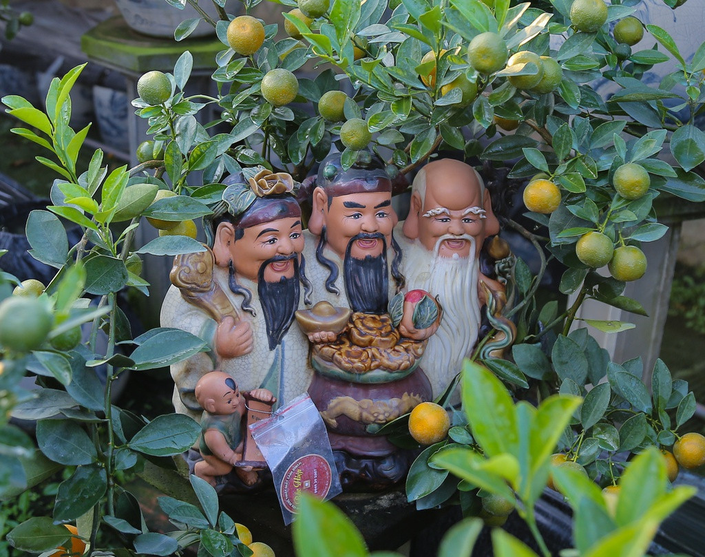 Cây quất bonsai Phúc Lộc Thọ có giá khoảng 6-7 triệu đồng, phải trải qua nhiều công đoạn uốn nắn chăm sóc. Theo chia sẻ của người dân, cây quất nhỏ được ưa chuộng hơn trong những năm gần đây để phù hợp trong những căn chung cư nhỏ hẹp.