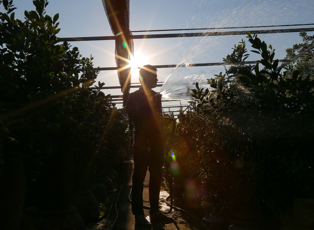 Chăm chút cây quất bonsai khó hơn nhiều so với cây quất trồng trong vườn. Lượng đất trong chậu là rất ít nên phải luôn giữ được độ ẩm vừa phải để cây phát triển. Thời gian tưới nước phù hợp nhất là trước 11 giờ sáng.