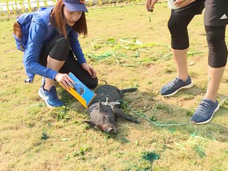 Ở tập đầu tiên, Mỹ Linh đã bị khán giả phản ứng vì có những câu nói khá thô về chú lợn trong thử thách như: “Lần đầu tiên tôi thấy một con lợn rồ dại lên như vậy”; “Con này cứ như con điên vậy”. Ảnh: Zing