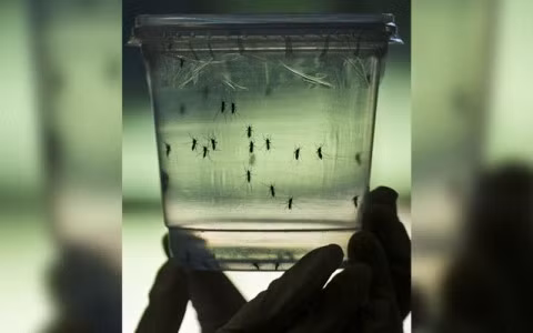 Việc phát hiện 2 bệnh nhân dương tính với virus Zika ăn não người tại nước ta đang khiến người dân hết sức hoang mang lo sợ dịch bệnh bùng phát ở VN. Một trong những công tác quan trọng nhất trong cuộc chiến phòng bệnh do virus Zika là xét nghiệm virus. Chỉ khi có đủ năng lực chẩn đoán virus thì chúng ta mới có thể khẳng định được là virus này đã xuất hiện ở VN hay chưa.