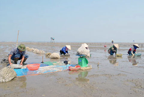 Tim ra nguyen nhan hang nghin tan ngao chet o Quang Ninh