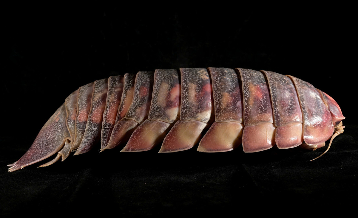 Viet Nam phat hien loai bo bien 