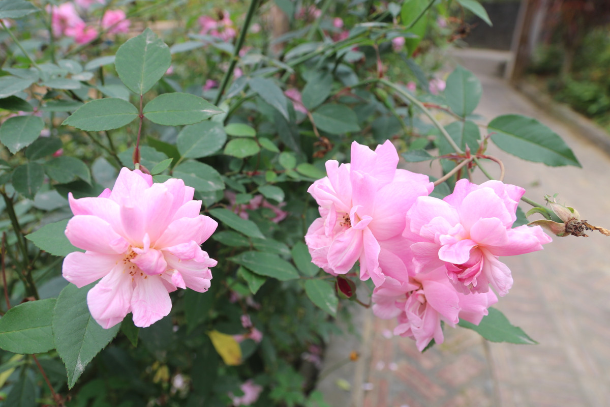 Giá có thể khiến thời gian dừng lại Tết mãi vui, bố mẹ chẳng thêm già Về đến ngõ đã thấy nụ cười ngóng đợi Tết được về nhà, là Tết có mẹ cha.