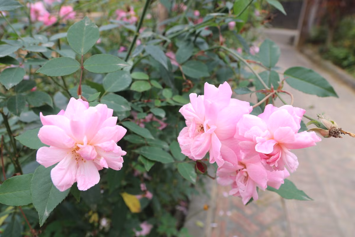 Giá có thể khiến thời gian dừng lại Tết mãi vui, bố mẹ chẳng thêm già Về đến ngõ đã thấy nụ cười ngóng đợi Tết được về nhà, là Tết có mẹ cha.