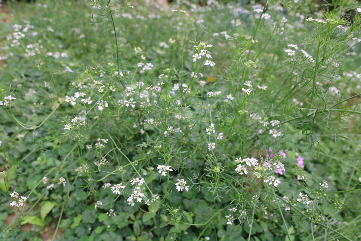 Bố thắp nén nhang trầm thành kính Mời ông bà về ăn Tết đoàn viên Cành đào nghiêng, ảnh ông bà in bóng Nhìn cháu con ánh mắt thật hiền