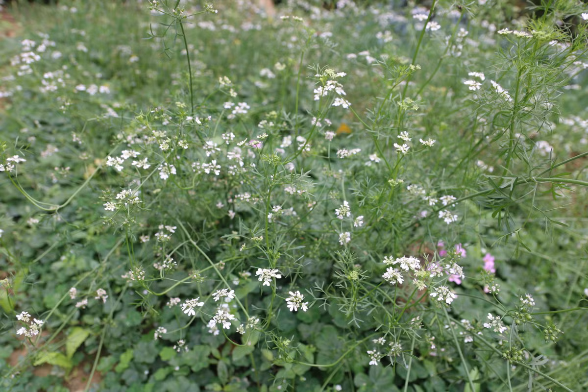 Bố thắp nén nhang trầm thành kính Mời ông bà về ăn Tết đoàn viên Cành đào nghiêng, ảnh ông bà in bóng Nhìn cháu con ánh mắt thật hiền