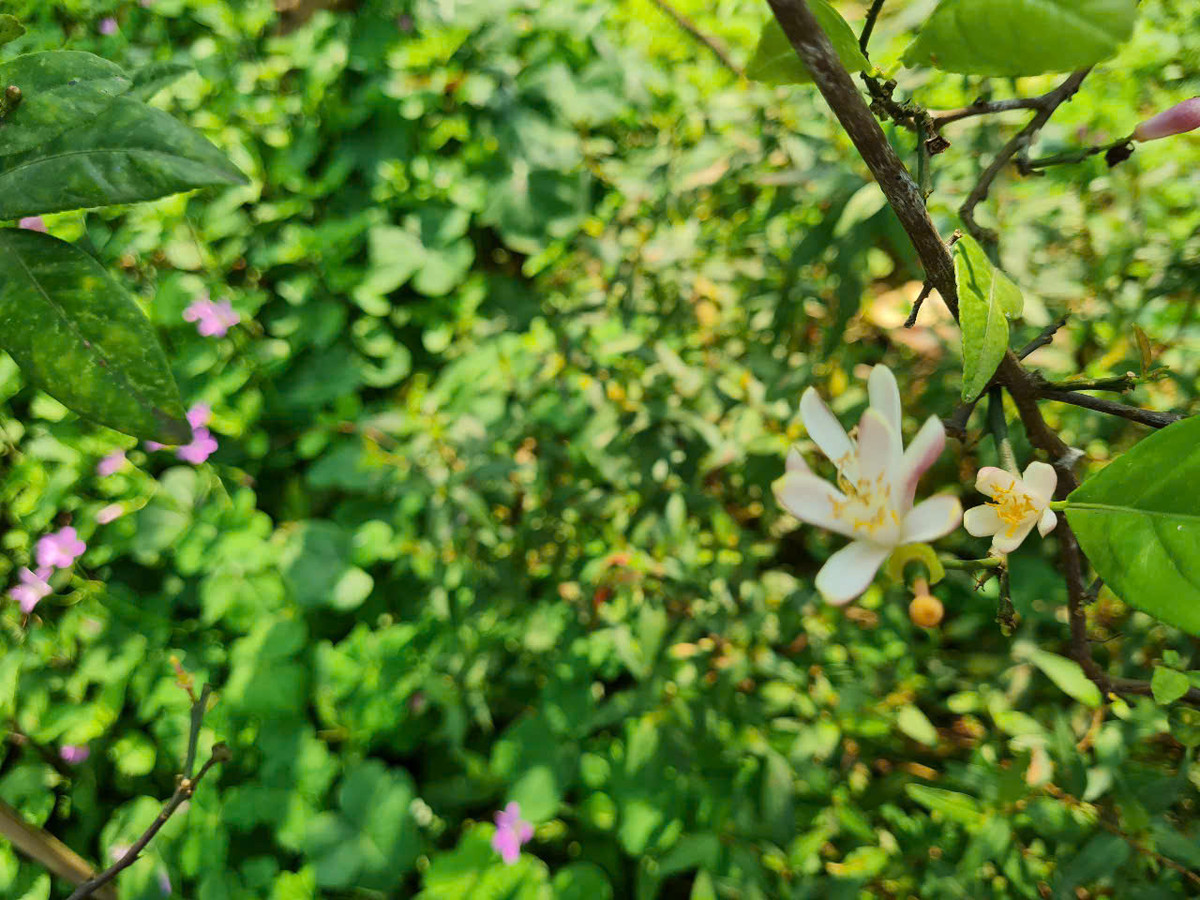 Mẹ hái nắm mùi già đun nước tắm, Chị vun lá khô đốt cạnh gốc quế già. Mùi của Tết như bay từ ký ức, Trong giấc mơ cũng vẫn nhớ nhà