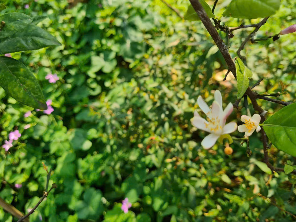 Mẹ hái nắm mùi già đun nước tắm, Chị vun lá khô đốt cạnh gốc quế già. Mùi của Tết như bay từ ký ức, Trong giấc mơ cũng vẫn nhớ nhà